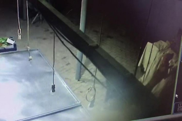 3 k&ouml;pek, kedinin ayaklarını koparıp boğdu