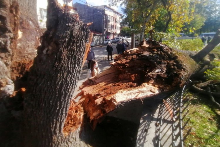 Bursa'da asırlık anıt ağaç depreme dayanamadı