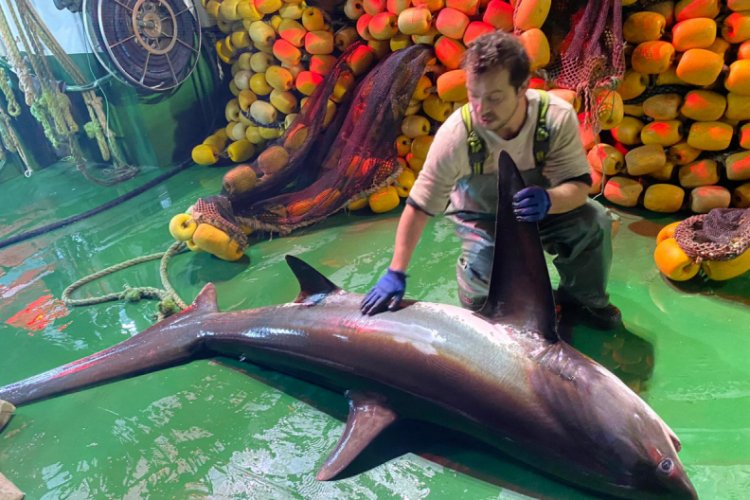Ağlara takılan 'Sapan' cinsi köpek balığı tekrar denize bırakıldı