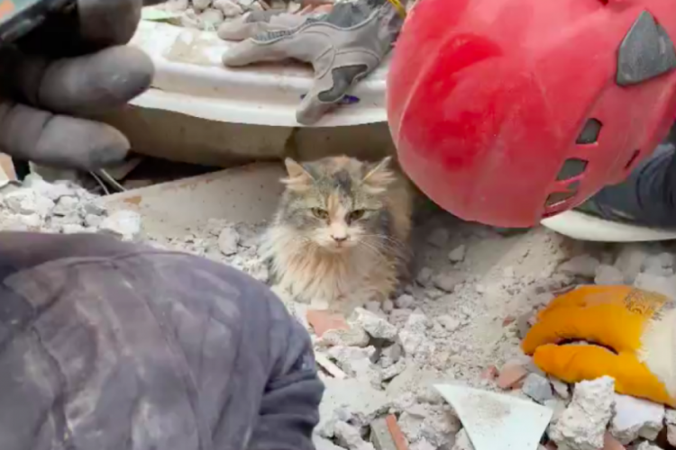 Rıza Bey Apartmanı enkazından 4 kedi kurtarıldı Güncel Haberler
