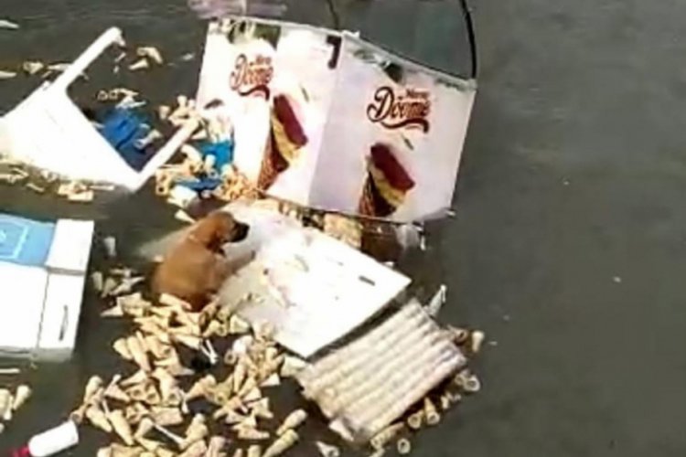 Tsunamiye kapılan k&ouml;peğin yaşam m&uuml;cadelesi