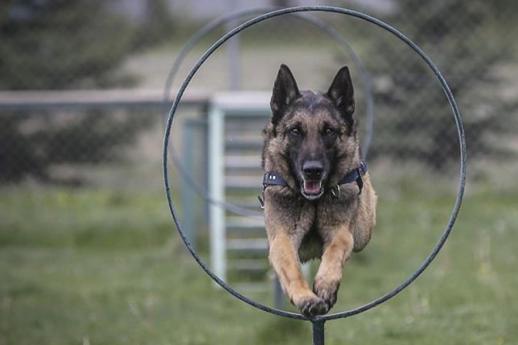 Kaybolan 13 yaşındaki &ccedil;ocuğu k&ouml;pek buldu