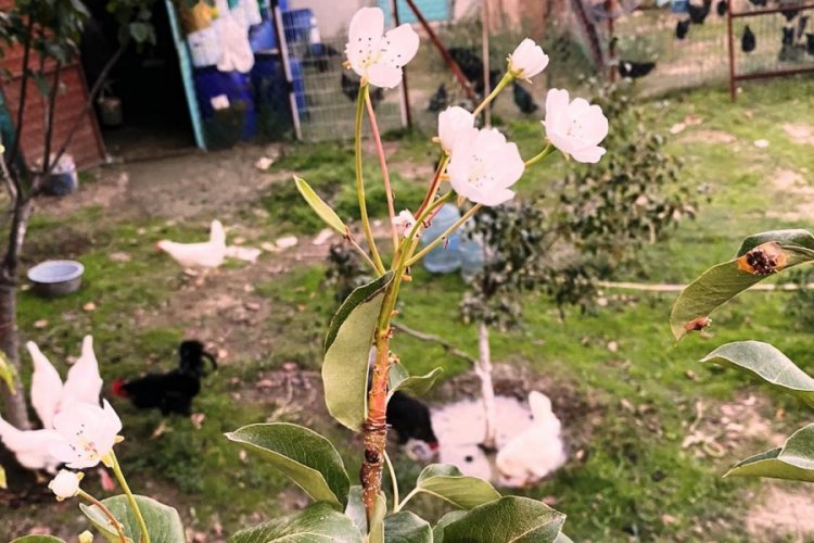 Bursa'da armut ağacı kasımda çiçek açtı