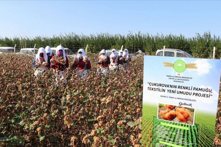 &Ccedil;ukurova'da yetiştirilen renkli 'gelincik' pamuğunun hasadı yapıldı