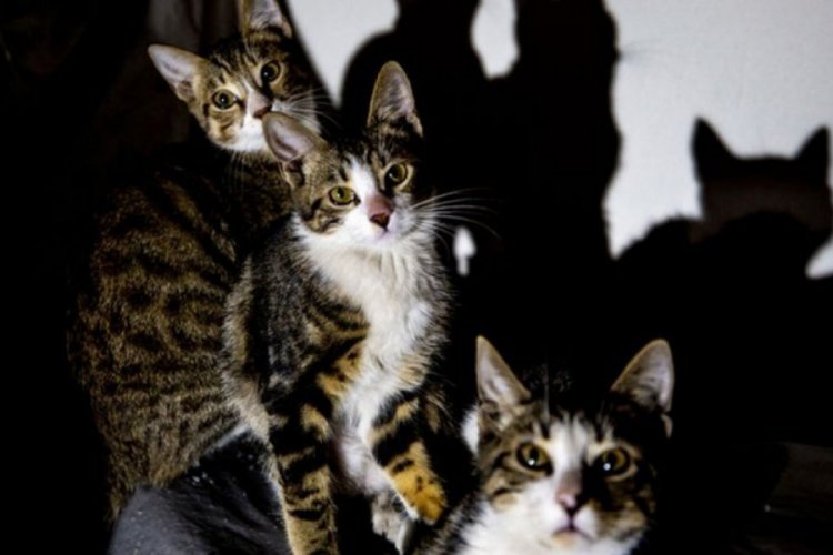 Üç kedi yavrusu emniyetin maskotu oldu Yaşam Haberleri