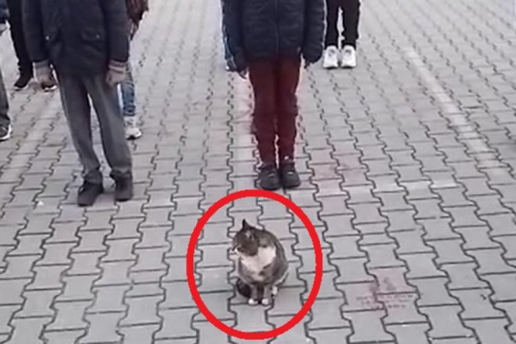 Bursa'da İstiklal Marşı okunduğu sırada kıpırdamadan duran kedi dikkat çekti