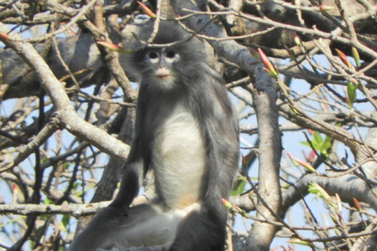 Nesli tükenme tehdidinde olan yeni bir primat türü keşfedildi