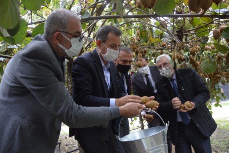 Bursa Orhangazi protokolü kivi hasadına katıldı