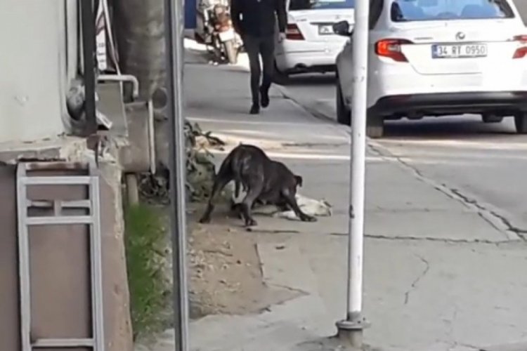 Bursa'da başıboş pitbull dehşet saçtı