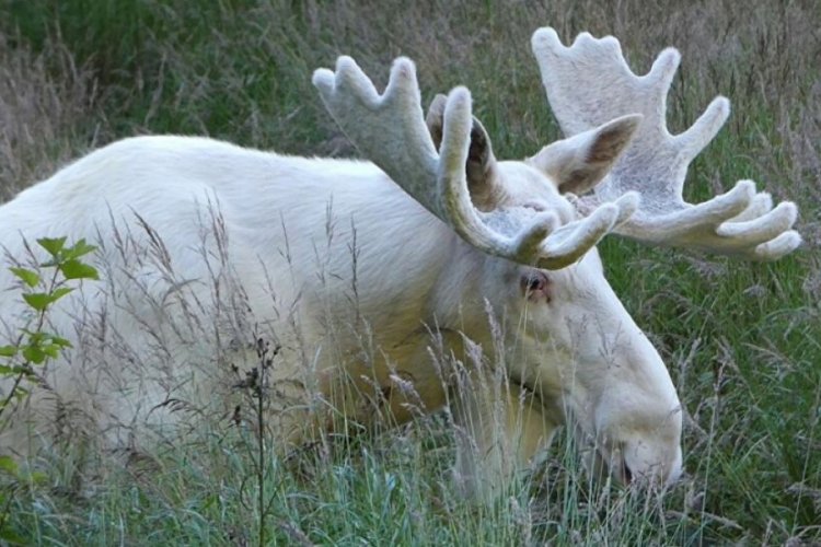 Beyaz ren geyiklerinin kaçak avcılarca öldürülmesi Kanada'da infial yarattı