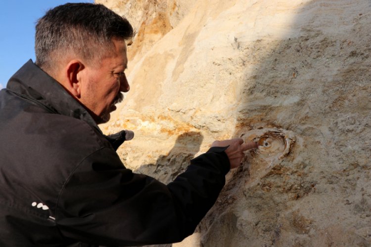 Edirne'de 8 milyon yıllık mamut fosilleri bulundu