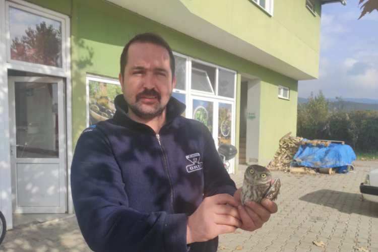 Bursa'da dükkanına giren baykuşu besleyip doğaya saldı