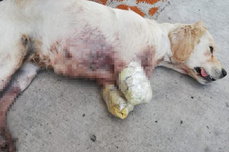 Vahşet! 2 bacağı kesilmiş yavru k&ouml;pek bulundu
