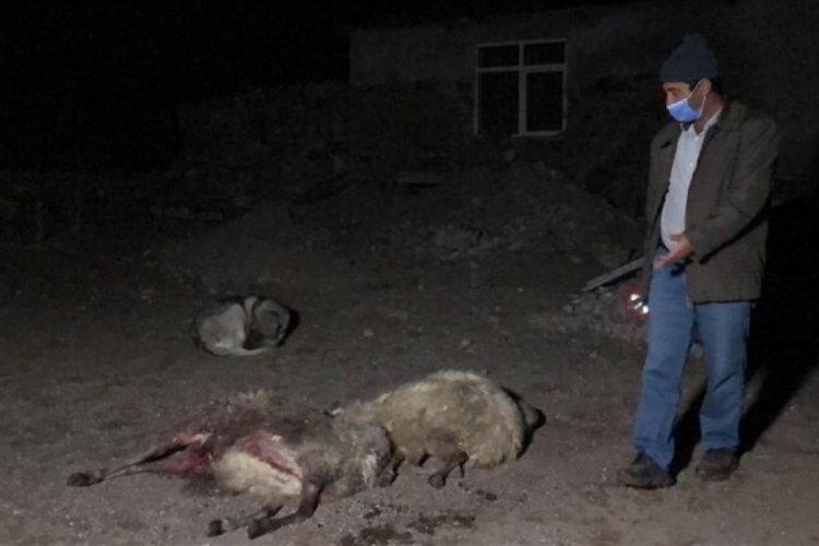 Kurtlar sürüye saldırdı: 35 koyun telef oldu