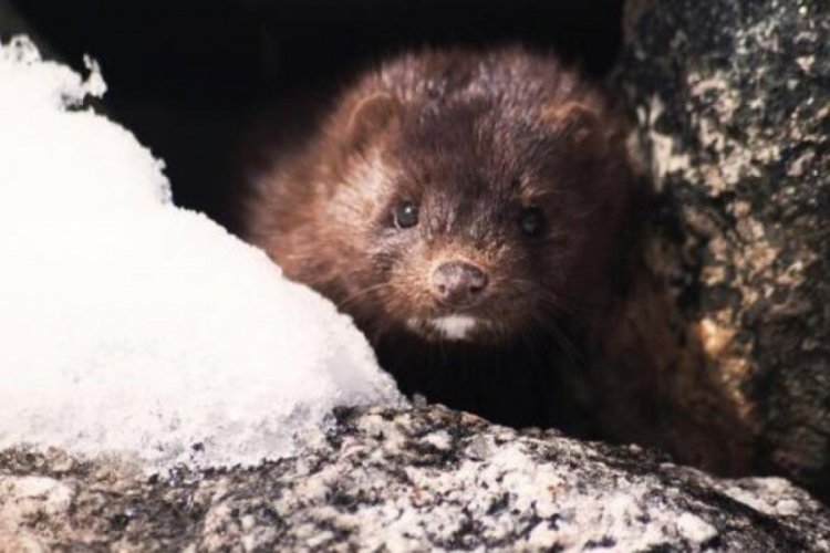 Danimarka'daki vizon krizi İrlanda'ya da sı&ccedil;radı