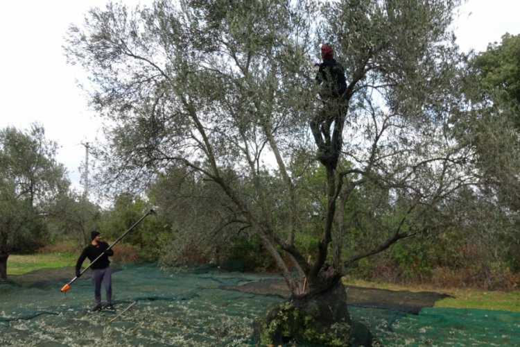 Edremit K&ouml;rfezi'nde zeytin hasadı 10 bin kişiye iş kapısı oldu