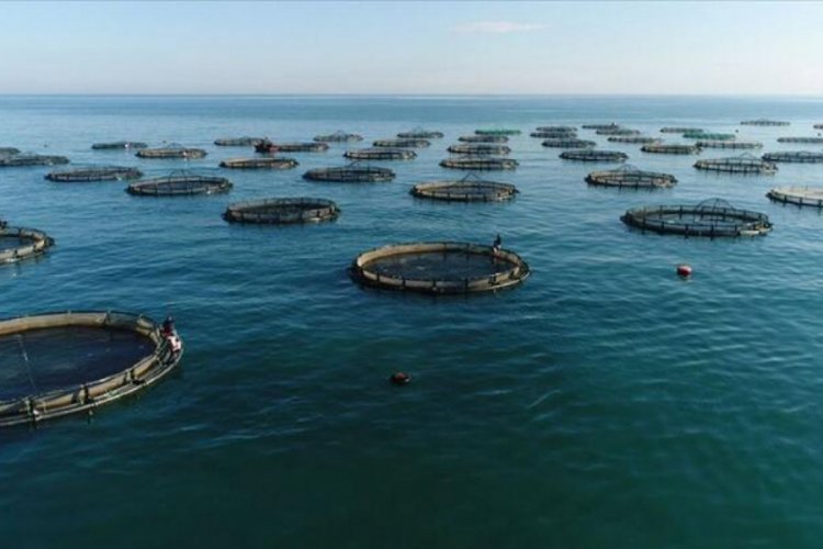 Doğu Karadeniz su &uuml;r&uuml;nleri ihracatından 44,2 milyon dolar kazandı