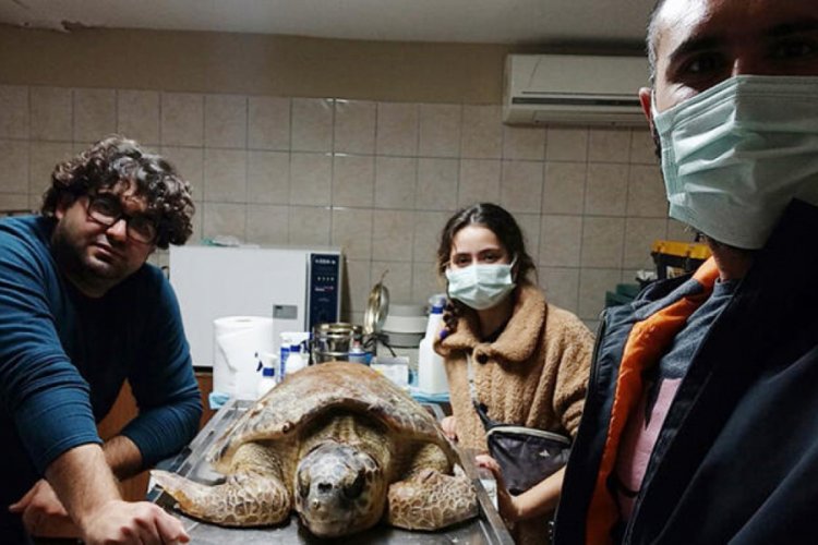 Başından zıpkınla vurulan caretta carettaya tedavi