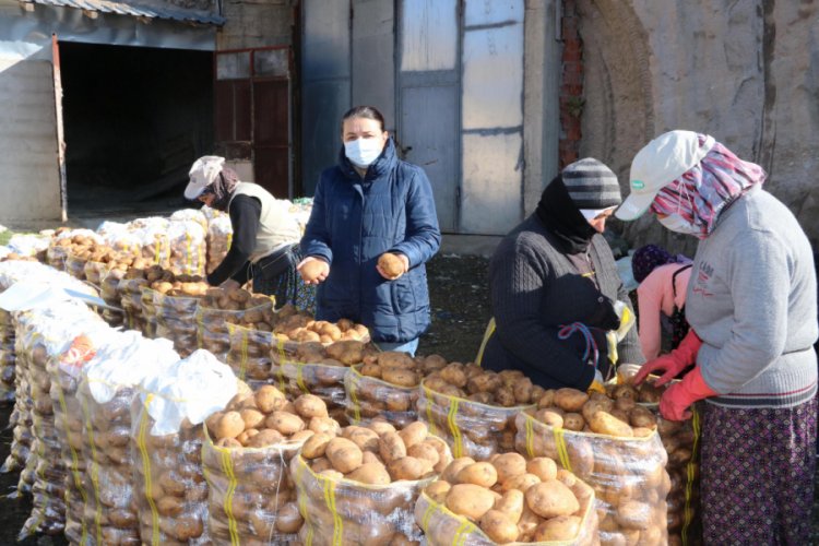 Patatesler doğal soğuk hava deposu mağaralarda saklanıyor