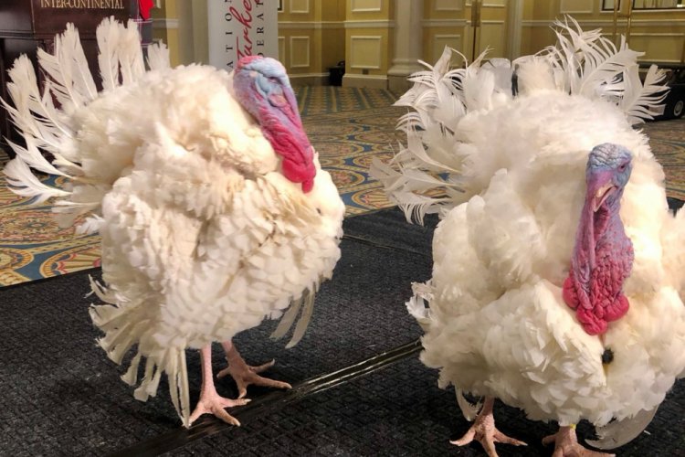 Trump'ın hindi affı t&ouml;renine katılacak iki hindi g&ouml;r&uuml;c&uuml;ye &ccedil;ıktı
