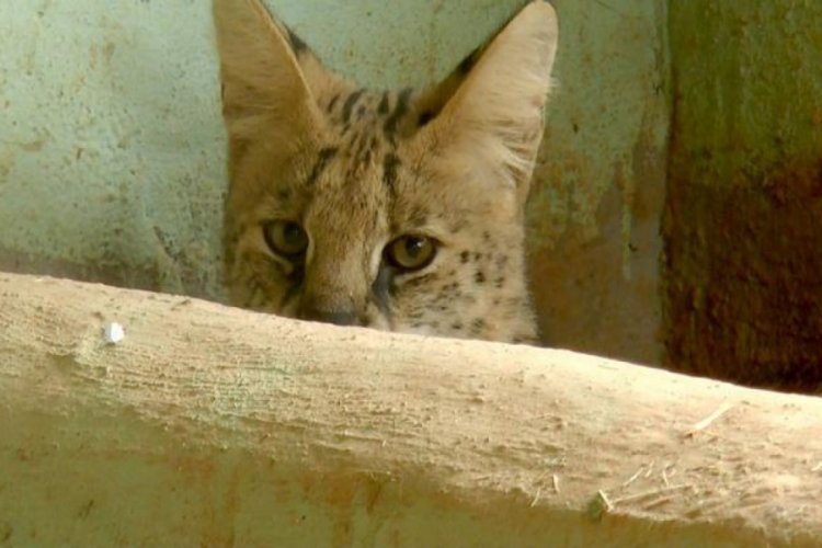 Nesli tükenme tehlikesindeki Serval kedisi eş arıyor!
