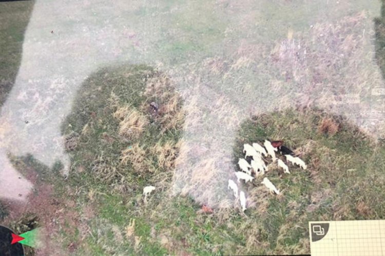 Ormanda kaybolan koyunlar, drone yardımıyla bulundu