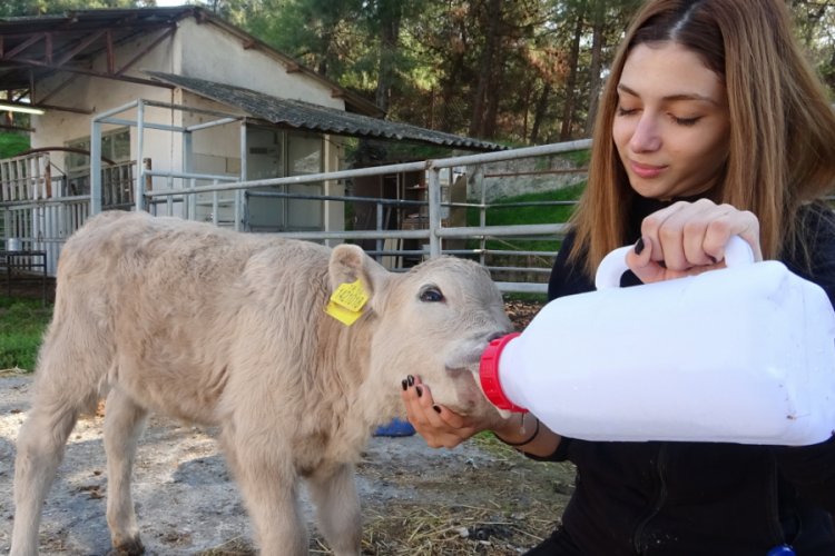 Bursa'da s&uuml;tl&uuml; kahverengi buzağıyı g&ouml;renler g&ouml;zlerine inanamadı