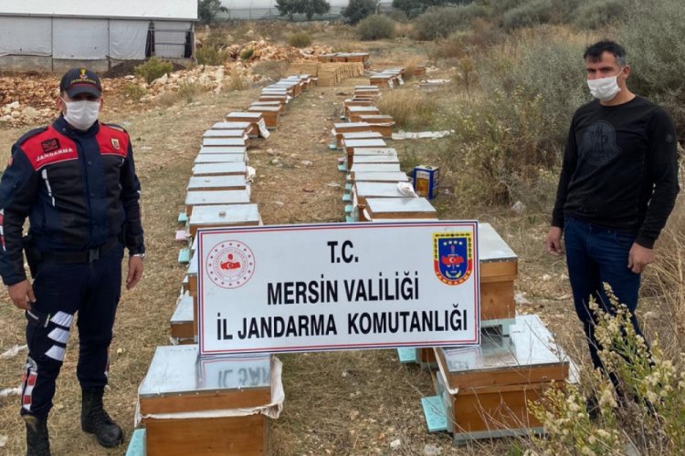 Arı kovanı hırsızları yakalandı