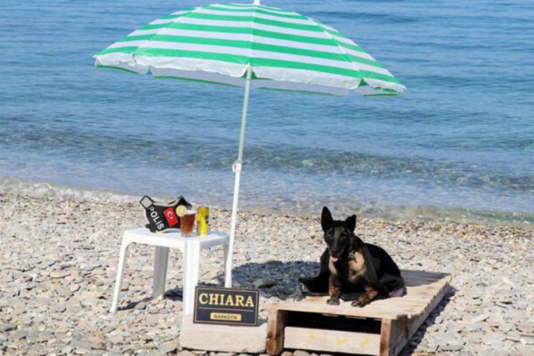Narkotik köpeği 'Çayra' emekli oldu