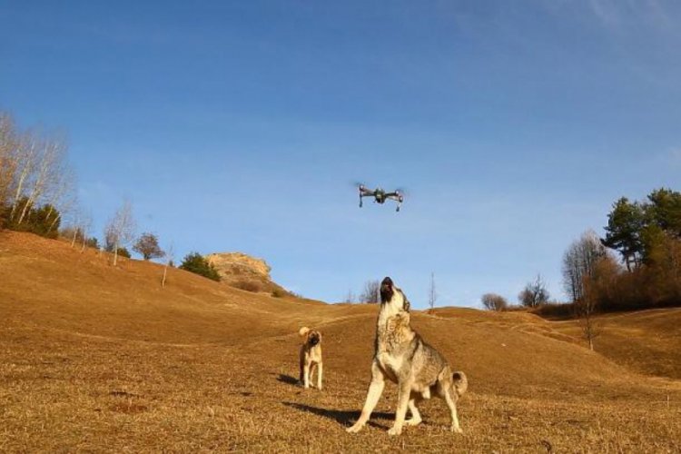 &Ccedil;oban k&ouml;peği, dronu havada par&ccedil;aladı