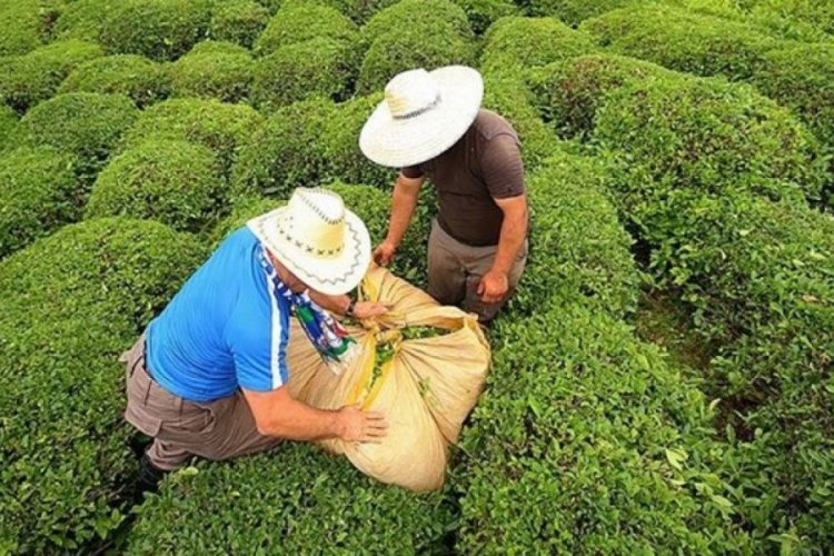 &Ccedil;AYKUR, 39 eski h&uuml;k&uuml;ml&uuml; ve 61 engelli mevsimlik iş&ccedil;i alacak