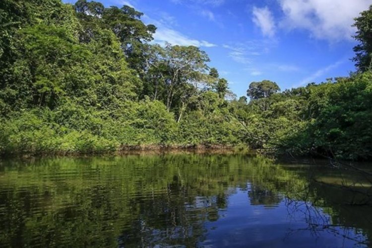 Amazon yağmur ormanlarındaki kayıp 12 yılın en yüksek seviyesinde