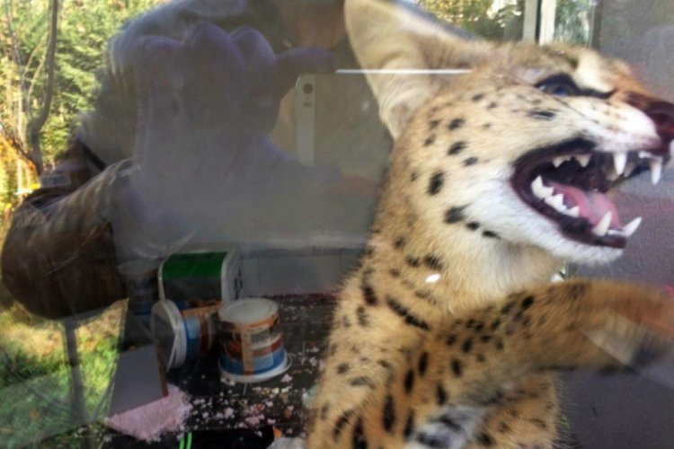 Sakarya'da 'Savannah' cinsi Afrika vahşi kedisi ele geçirildi