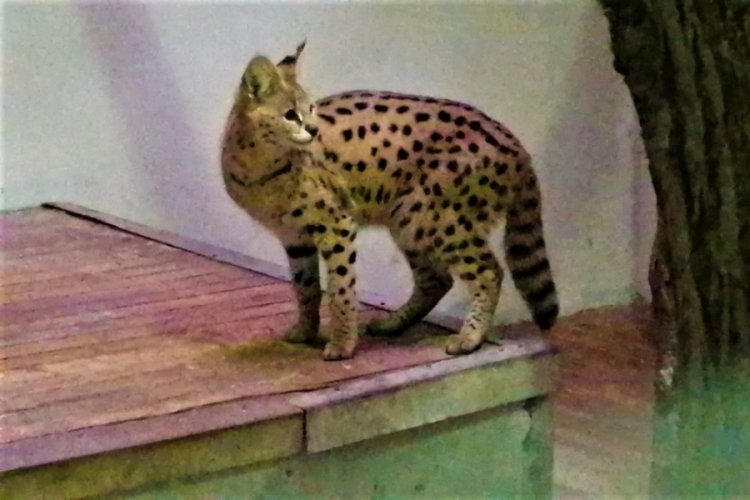Afrika vahşi kedisi Kocaeli'de karantinaya alındı
