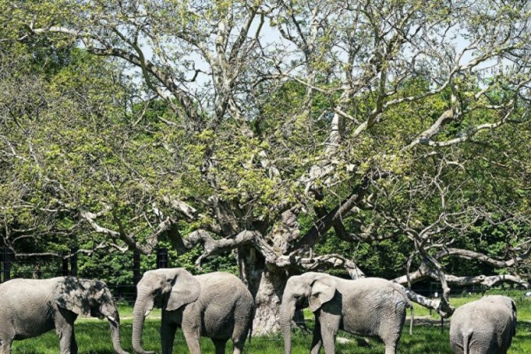 Namibya'da 170 fil açık artırma ile satışa çıkarıldı