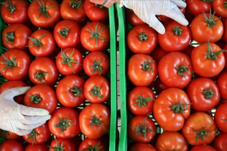 Kasımda fiyatı en fazla artan ürün domates