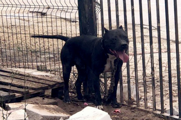 Tehlikeli köpekleri besleyen 9 kişiye toplam 86 bin 67 TL ceza