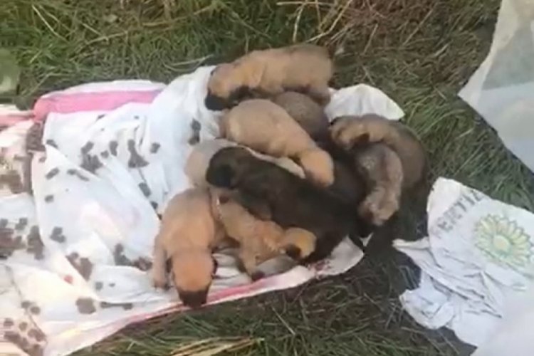 Bursa'da &ccedil;uval i&ccedil;inde bulunan 12 k&ouml;pek yavrusu tedavilerinin ardından sahiplendirilecek