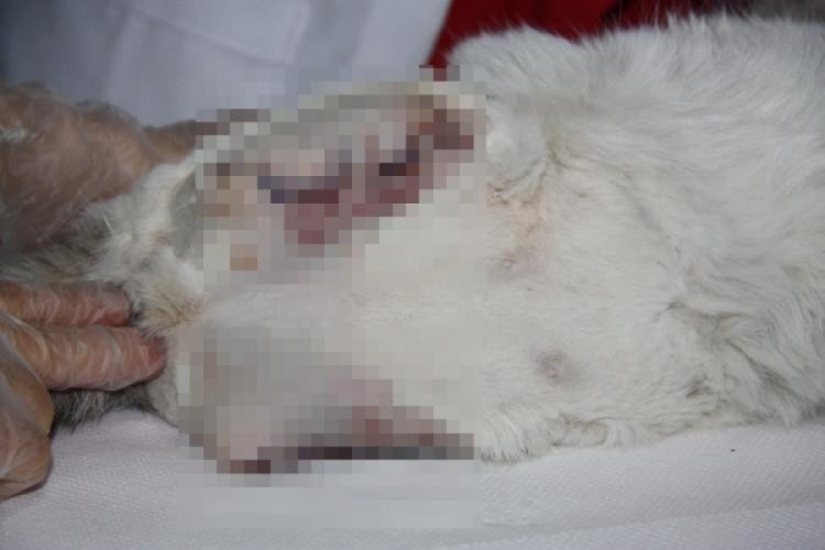 Patileri kesilen kedi kurtarılamadı