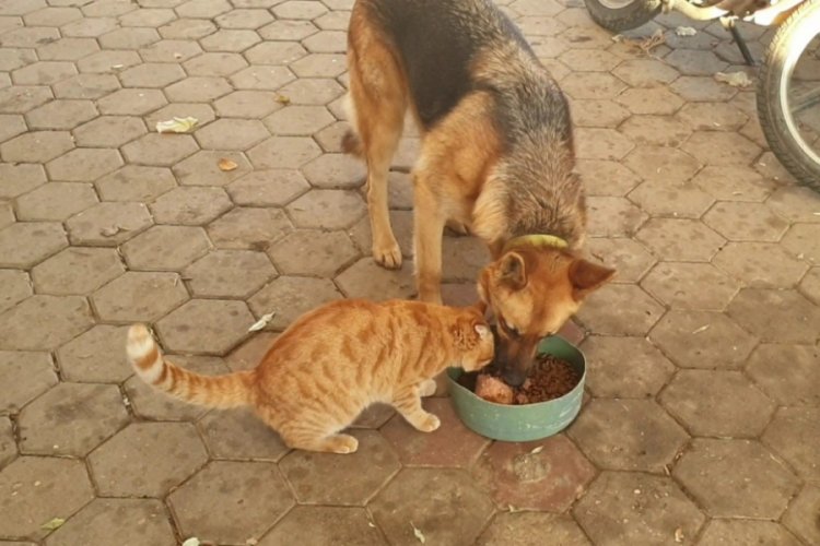 Bursa�da kedi ile köpeğin şaşırtan dostluğu Bursa Haberleri Bölge