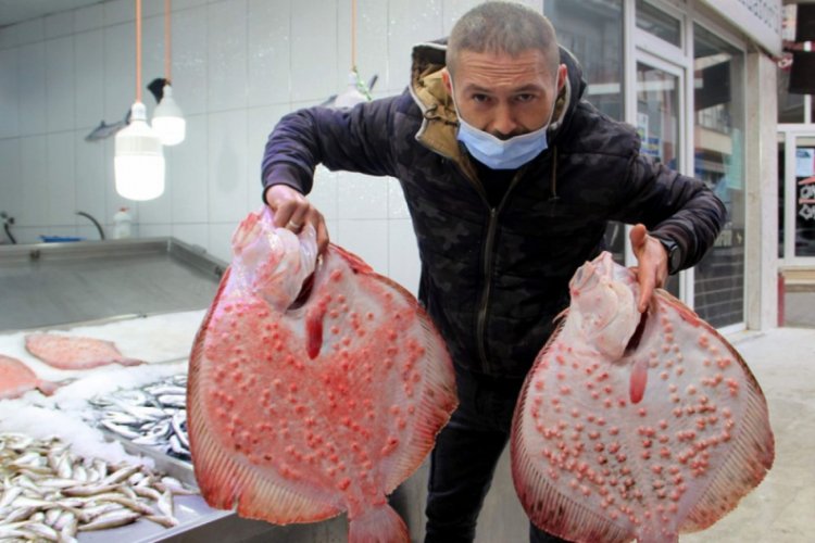Karadeniz'in en değerlisi: Kilosu 200 lira
