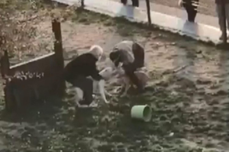 Pitbull dehşeti kameraya yansıdı