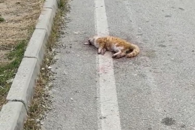 Bursa�da aracın çarptığı kedi öldü, yanındaki kedi başından ayrılmadı