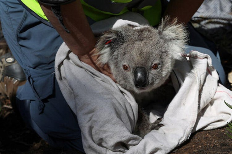 Avustralya'daki yangınlardan en az 60 bin koala etkilendi