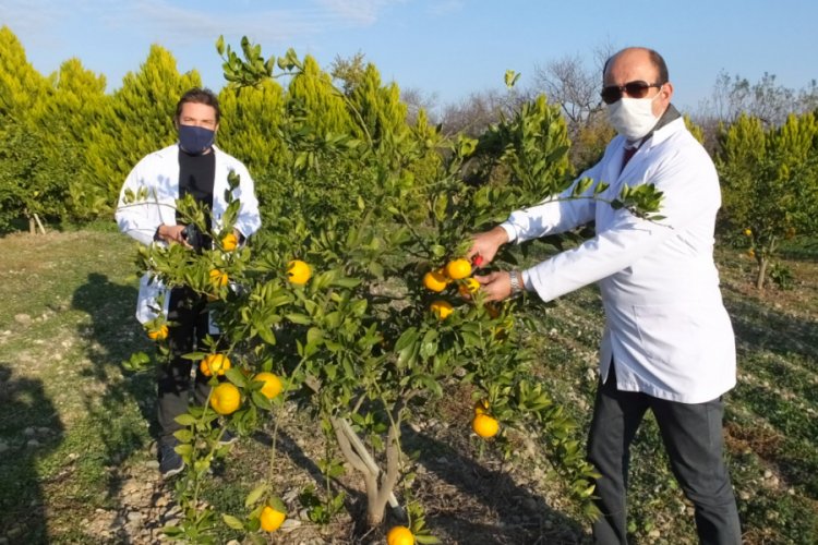 Atık mandalinalar kolonya oldu