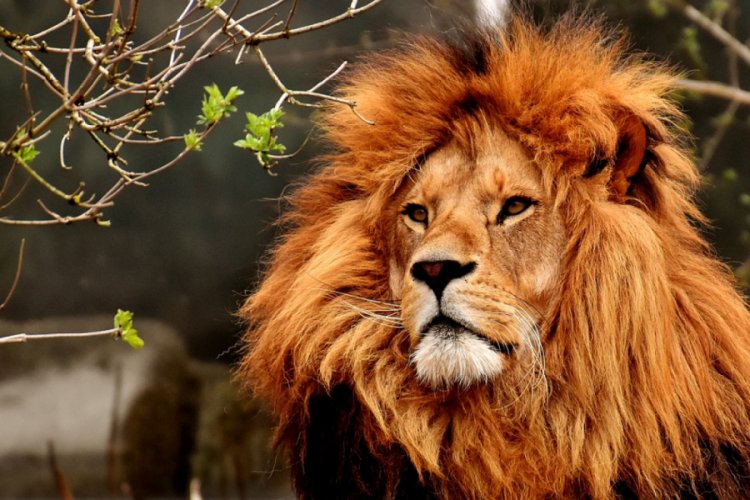 Hayvanat bah&ccedil;esindeki 4 aslan koronavir&uuml;se yakalandı