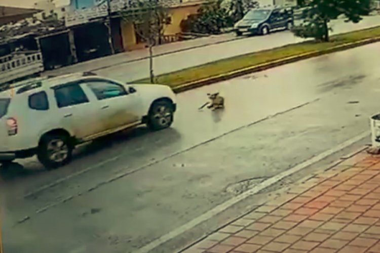 K&ouml;peğe &ccedil;arpıp arkasına bile bakmadan ka&ccedil;tı!