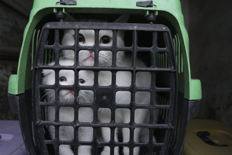 Ankara'da bu kez petshopa baskın: 19 hayvana el konuldu