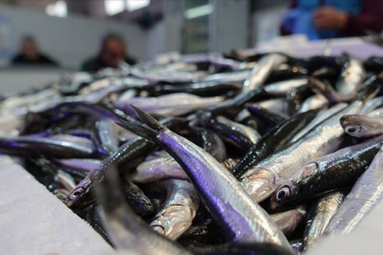 Hamsi 2,2 milyon dolar kazandırdı