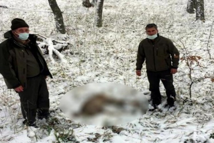 Karaca avlayan 2 kişiye 26 bin lira ceza